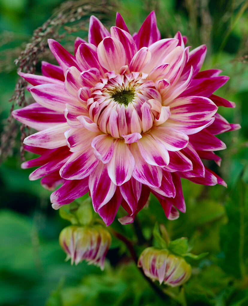 Dahlia Dekorativ Vancouver 1-pack